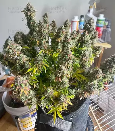 S.O.D.K Auto feminized seeds