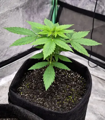 Strawberry Cough Auto Seeds