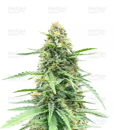 Vanilla Latte Autoflower เมล็ดพันธุ์สตรี (Humboldt Seed Company)