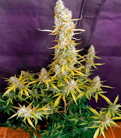 Purple Haze Autoflower (Herbies Seeds)