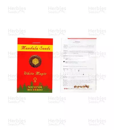 White Magic feminized seeds