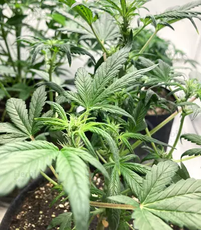 Grandaddy Purple Fast Version
