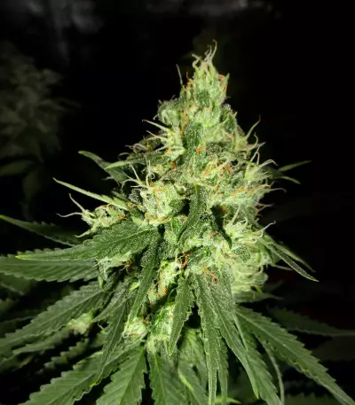 Lemon OG Kush Seeds