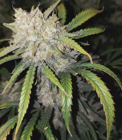 Original Auto AK Seeds