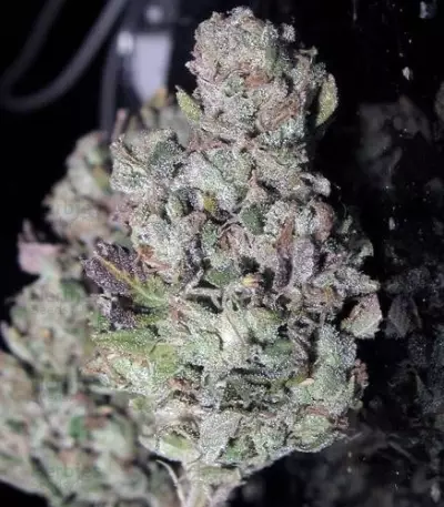 Train Wreck Feminized Seeds from Green House Seeds