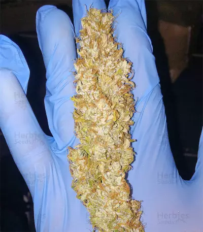 AK-77V strain