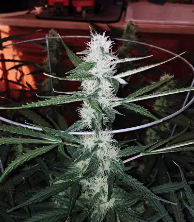 Amnesia Haze Auto strain