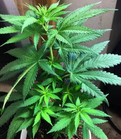 Auto Ghost OG Seeds