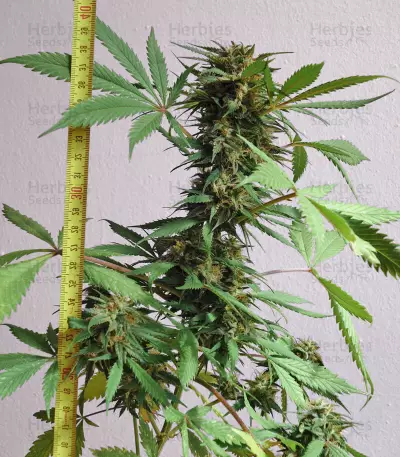 Auto New York City Diesel Seeds