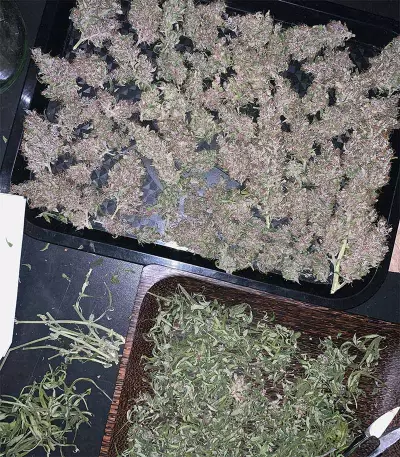 Auto Purple (Original Sensible Seeds)