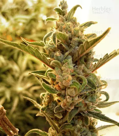 Berry Ryder Auto feminized seeds