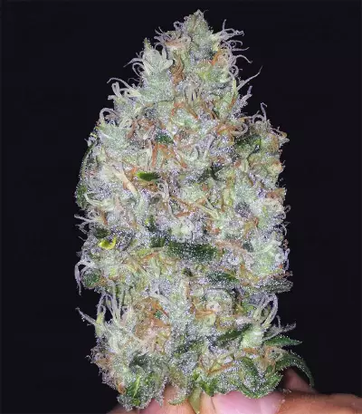 Graines de cannabis Big Bomb (Bomb Seeds)