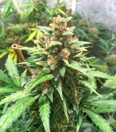 Graines féminisées de Big Bud Auto (Herbies Seeds)