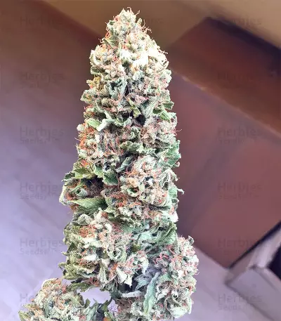 Blueberry Gum strain