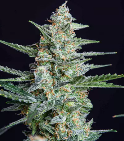 Buddha Vesta Auto Seeds