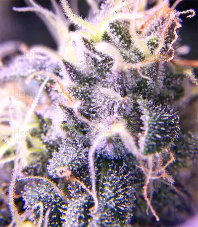 Graines de cannabis Chem Berry D regular (Dark Horse Genetics)