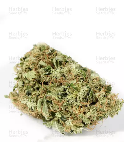 Chemdawg #4 (Big Head Seeds)