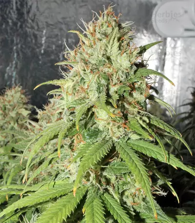 Cinderella XX (Brothers Grimm Seeds)