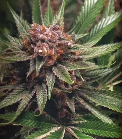 Forbidden Dream strain