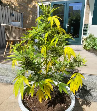 Guava Auto Seeds