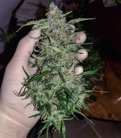 Girl Scout Cookies Seeds (Garden of Green)