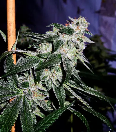 Gorilla Seeds (00 Seeds)