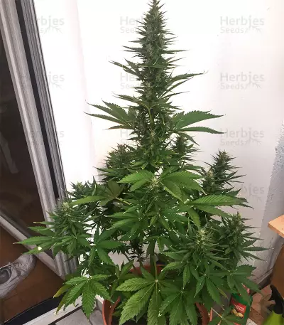 Hindu Kush Automatic feminized seeds
