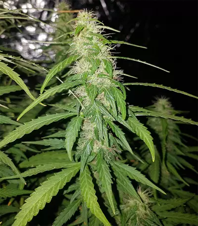 Jack Diesel Express Auto feminized seeds