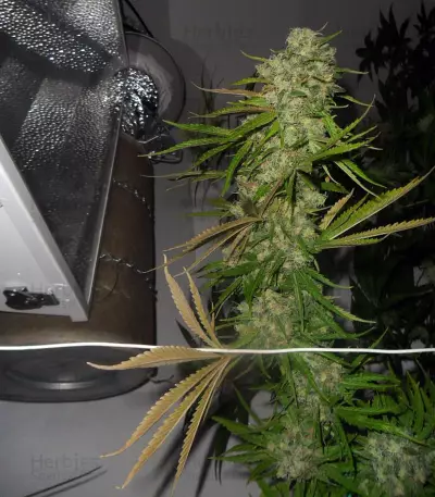 Kandy Kush X Skunk Regular seeds