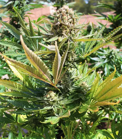 King Kong Seeds