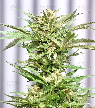 Mangobiche Kush Seeds