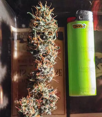 Graines de cannabis Narcotherapy Auto (Cream of the Crop Seeds)