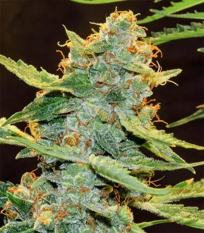 Northern Light X Big Bud (World of Seeds) Cannabis-Samen