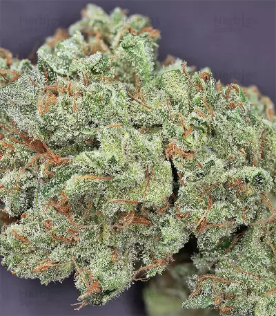Northern Lights Seeds (Seedstockers)