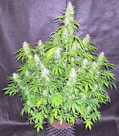 Northern Lights Seeds (Seedstockers)