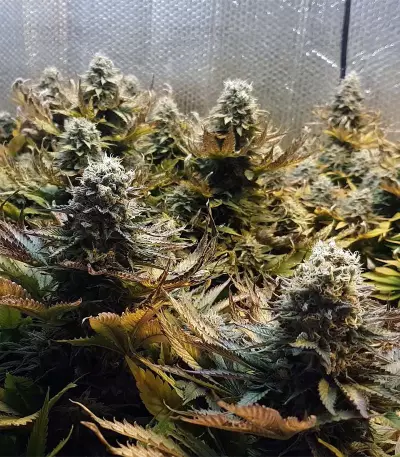 Original Glue Seeds