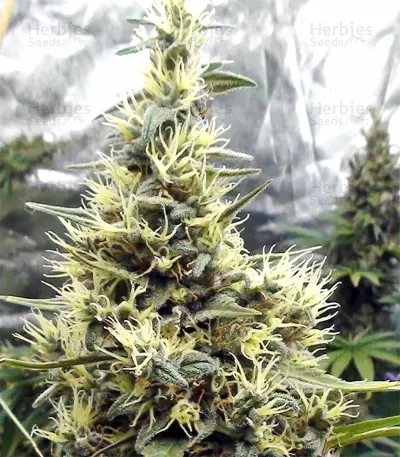 Graines de cannabis Panama Haze (Ace Seeds)