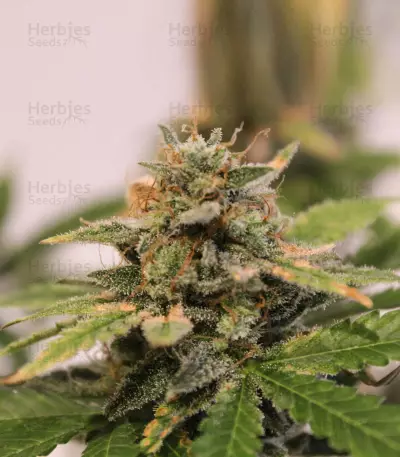 Skunk #1 feminized seeds (Sensi Seeds)