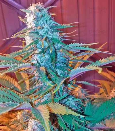 South Mountain Cheese seeds