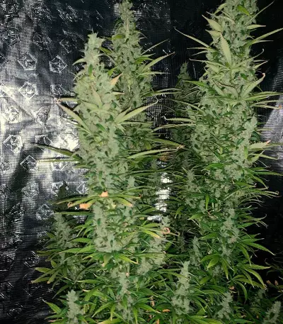 Graines de cannabis Super Critical Auto (GHS)