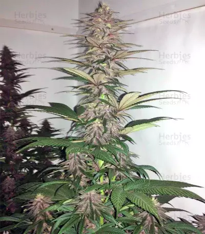 Violeta Regular seeds