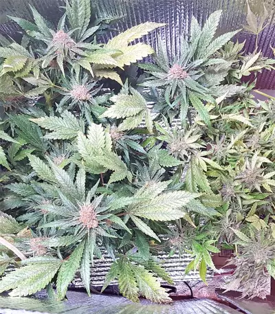 White Critical (White Widow +) (Original Sensible Seeds)
