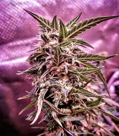 White Widow Auto strain