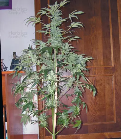 Big Devil XL Auto
