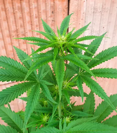 Critical Lights (Expert Seeds) Seeds