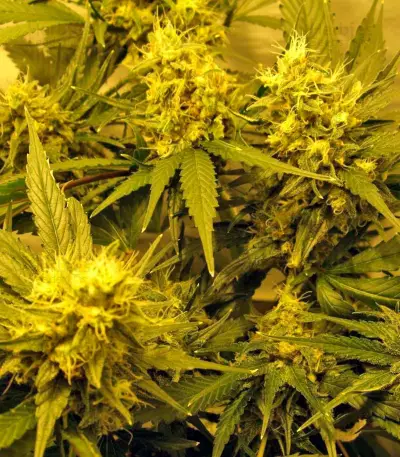 Durga Mata II CBD Seeds