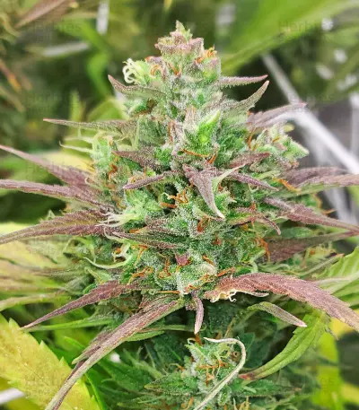 Fruit Salad strain