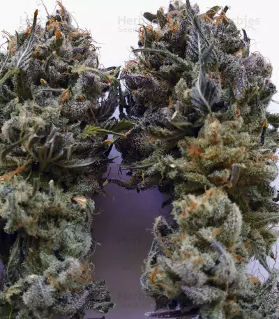 Gorilla Breath Seeds