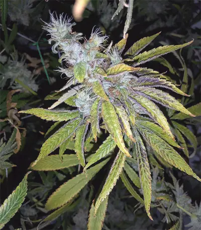 Kushberry feminized seeds
