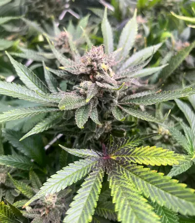 Lemon Diesel (Herbies Seeds)